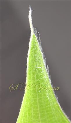 Leaf margin at apex ciliate